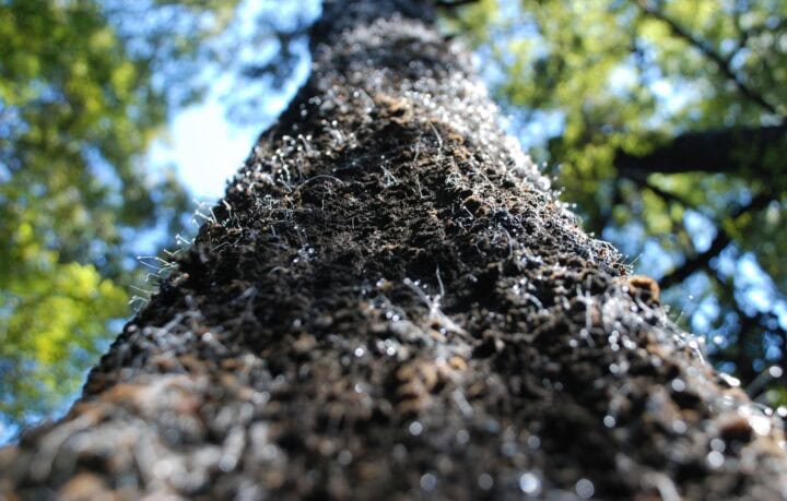 Landing Page: Why Honeydew